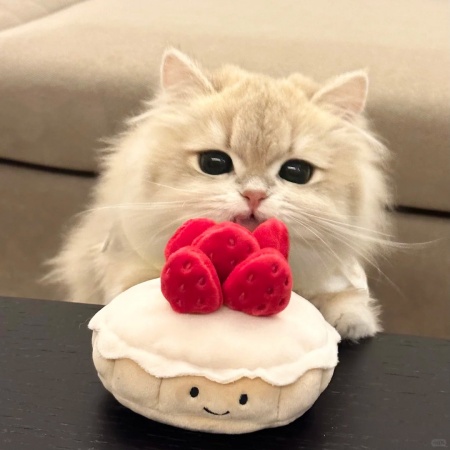 超多小猫咪图片素材来袭 可爱暴击让你一次看个够
