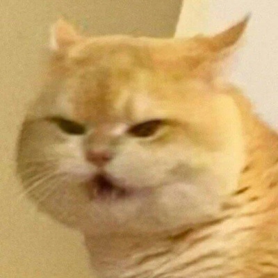 软萌又有梗黄色小猫表情包合集 聊天治愈神器