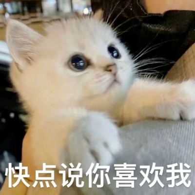 小鼻嘎可爱猫猫表情包合集 聊天氛围感神器